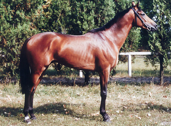 ardinal