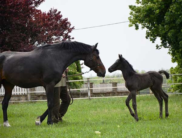 SÁRIPUSZTA HŰSÉGES