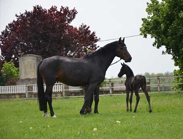 SÁRIPUSZTA HŰSÉGES